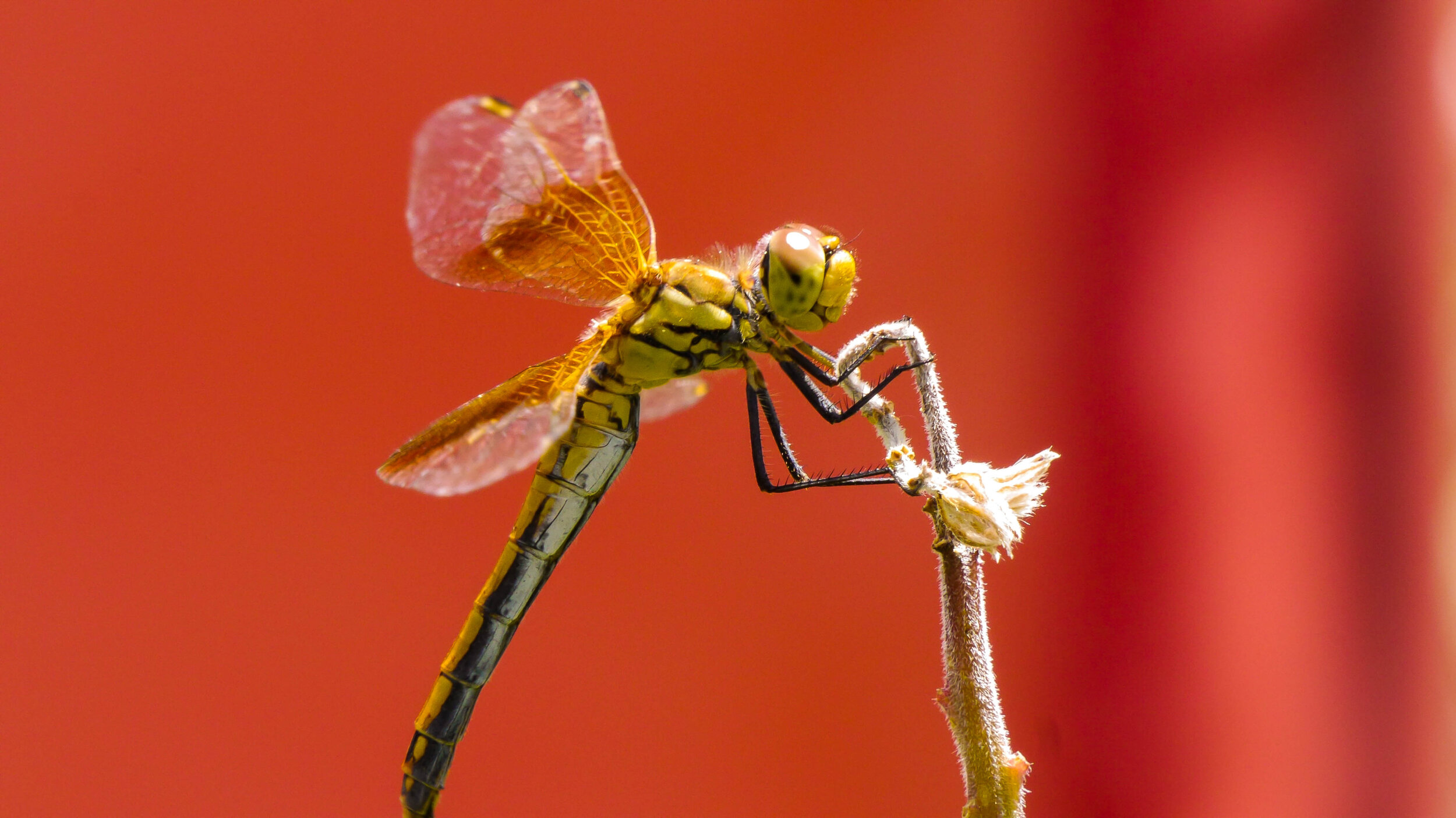 Dragon Fly #2.jpg