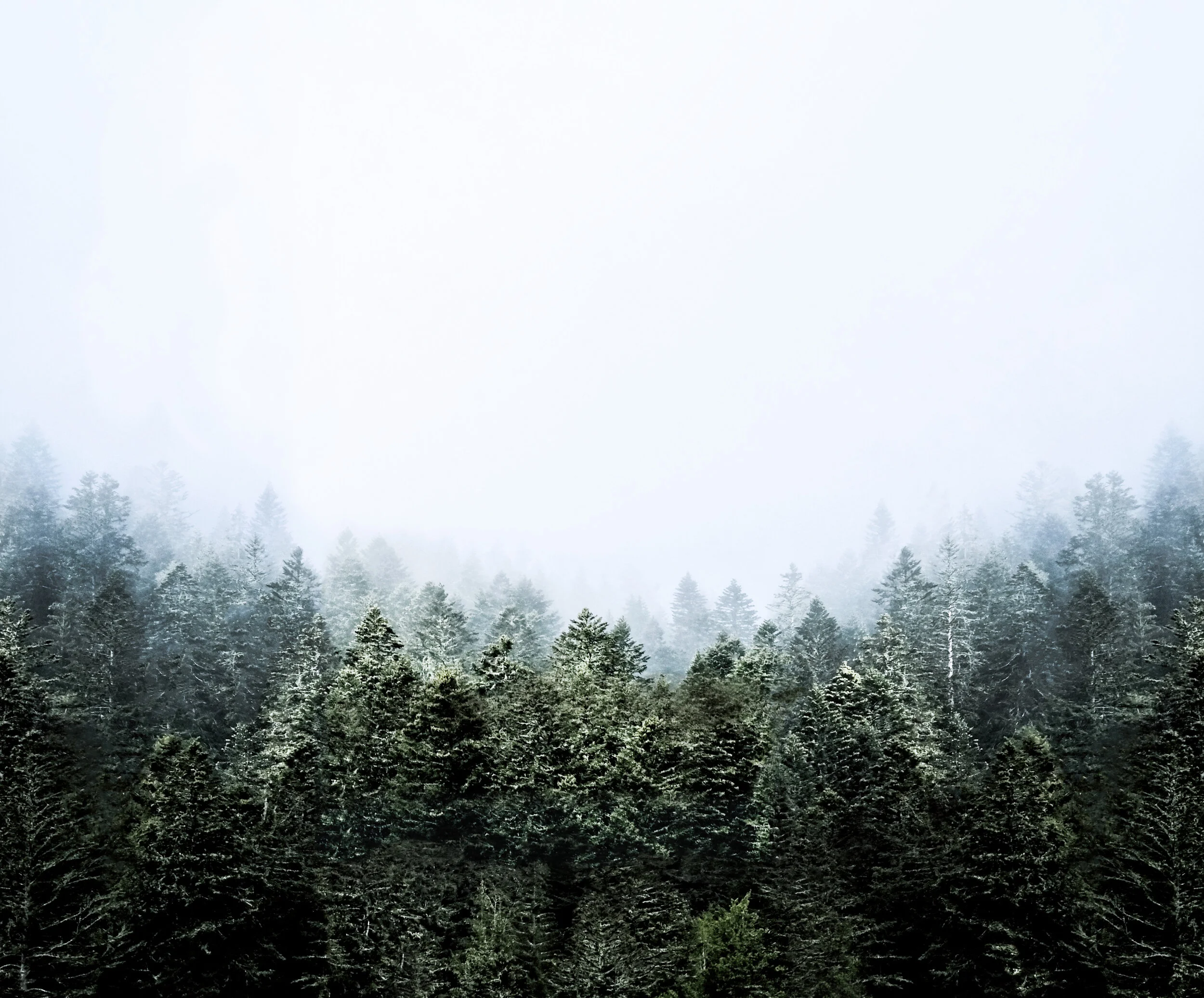 greenforest.jpg
