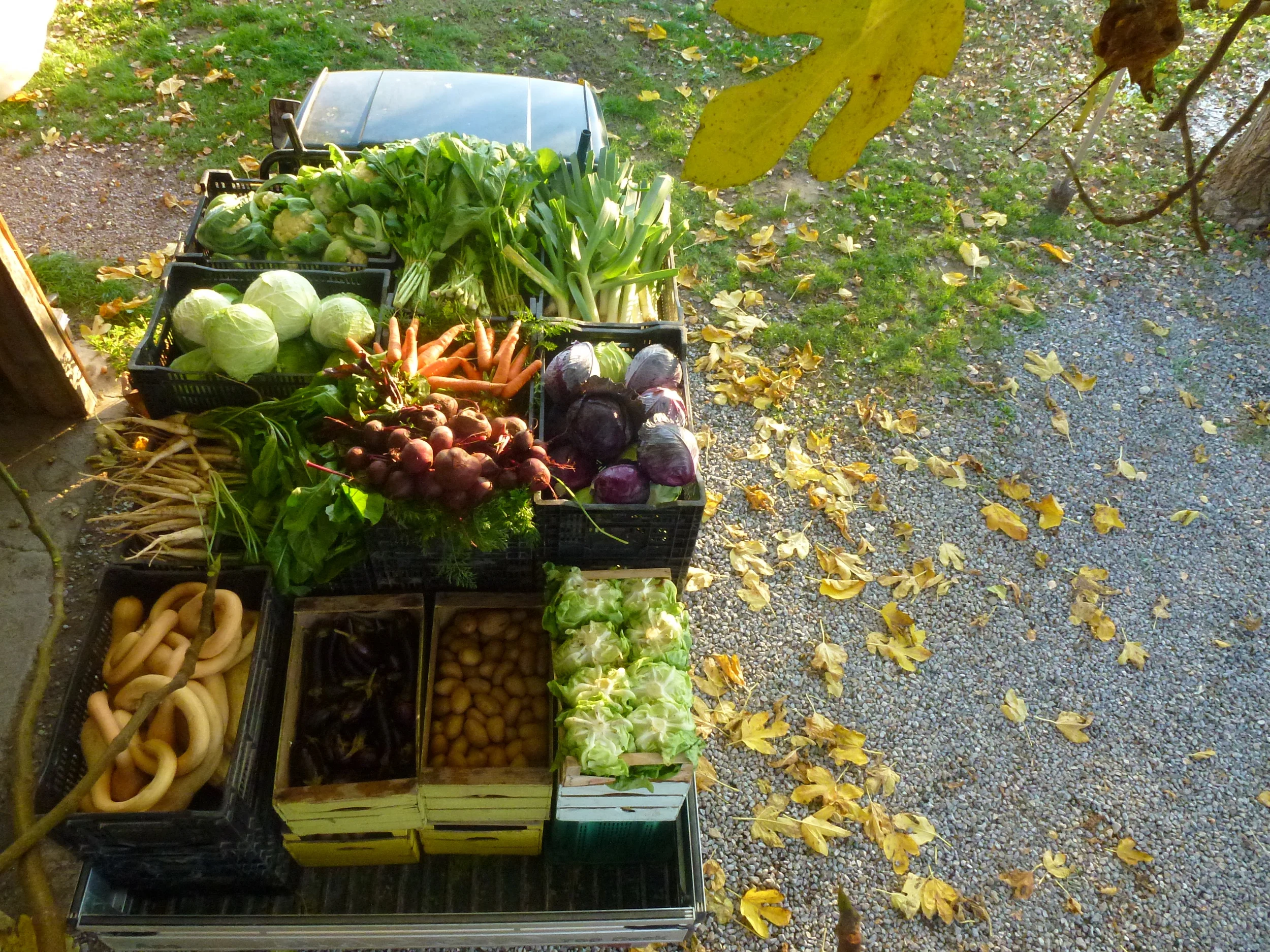 TESTA BEN FATTA. ECONOMIA BEN FATTA