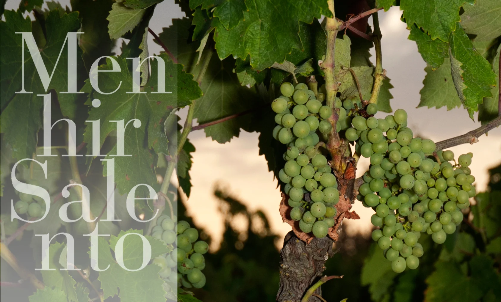 OSTERIA ORIGANO delle CANTINE MENHIR