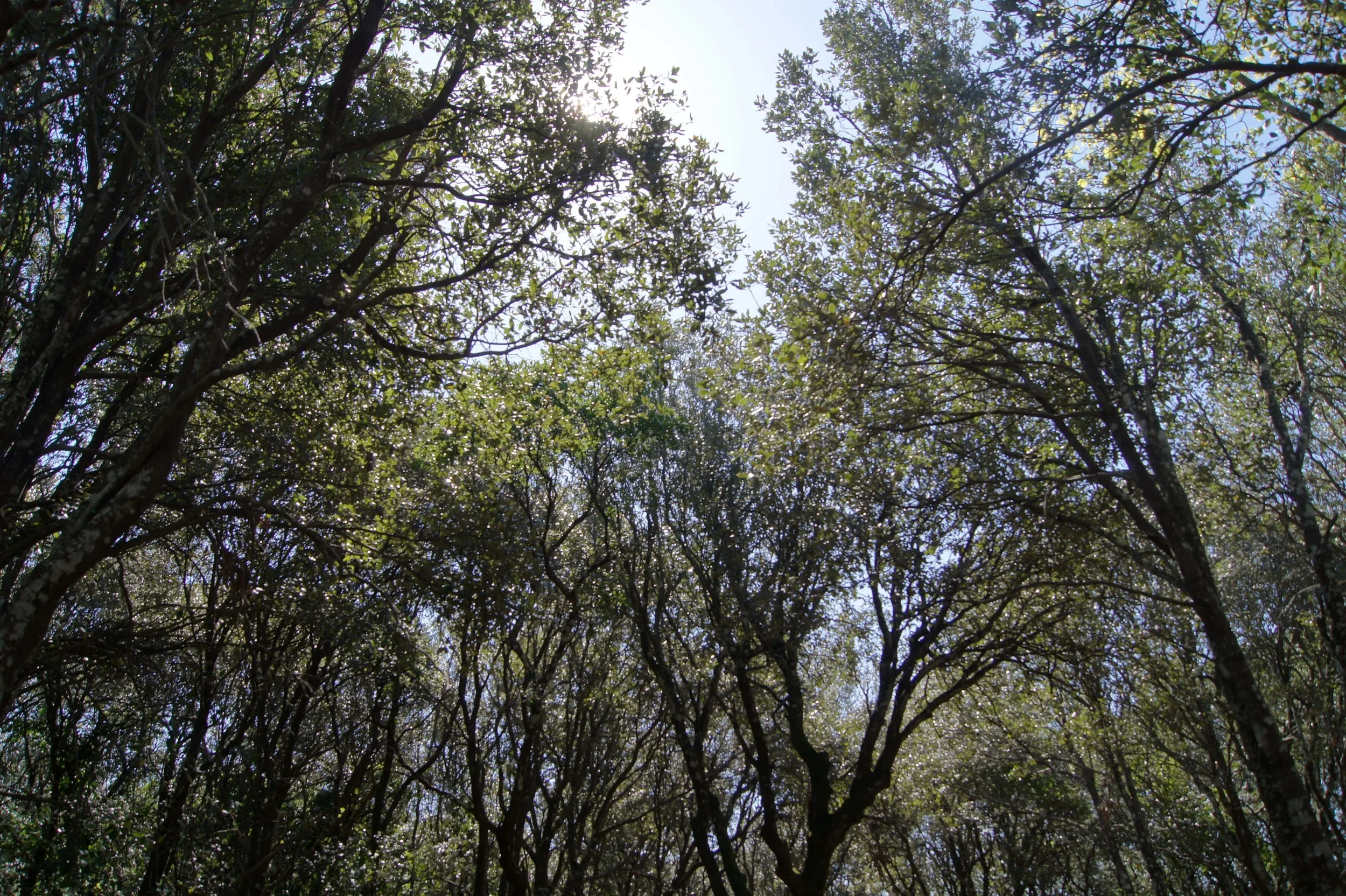 NEL REGNO DELLE FARFALLE VARIOPINTE