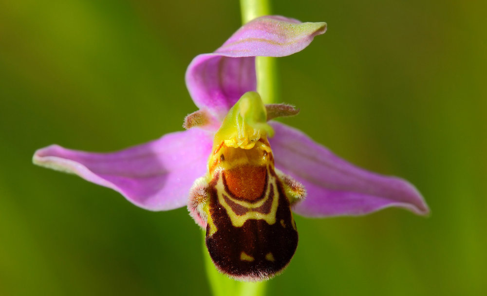L'orchidea seduttrice corr.jpg