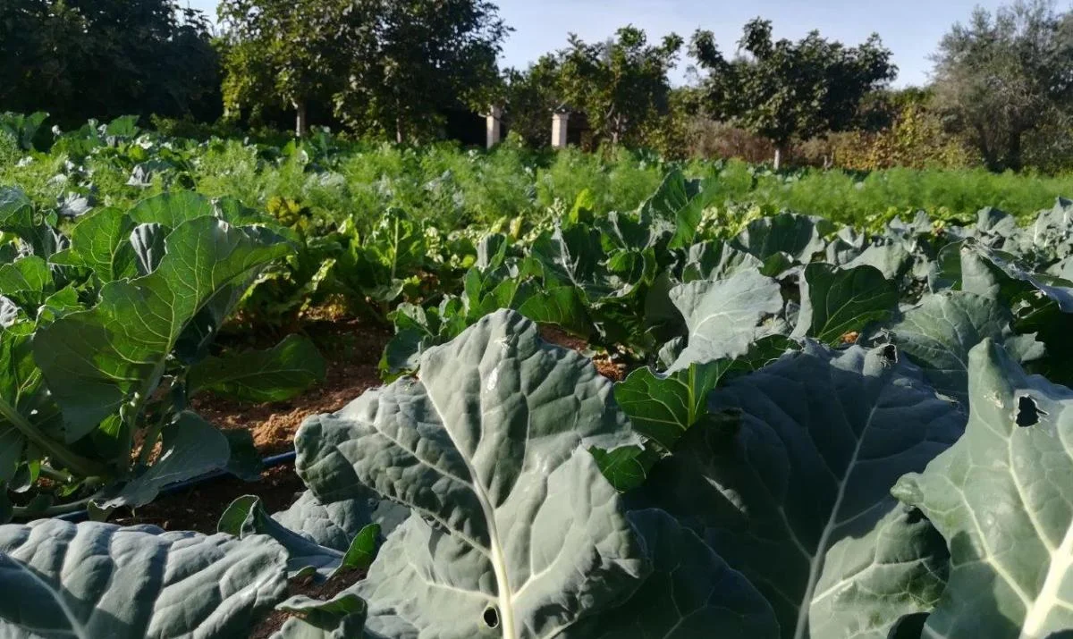 L' "ORTO COLTO", Tutte le Domeniche di Novembre