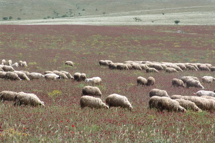 PECORE E TRIFOGLIO.jpg