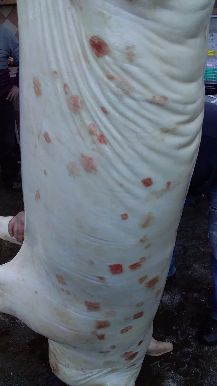 Mezzena di suino macellato in azienda agricola AMMALATO DI ERISIPELA/MAL ROSSO prova che ancora si alleva naturalmente non commestibile (MIA PERSONALE visita sanitaria post mortem MAIALE DISTRUTTO).