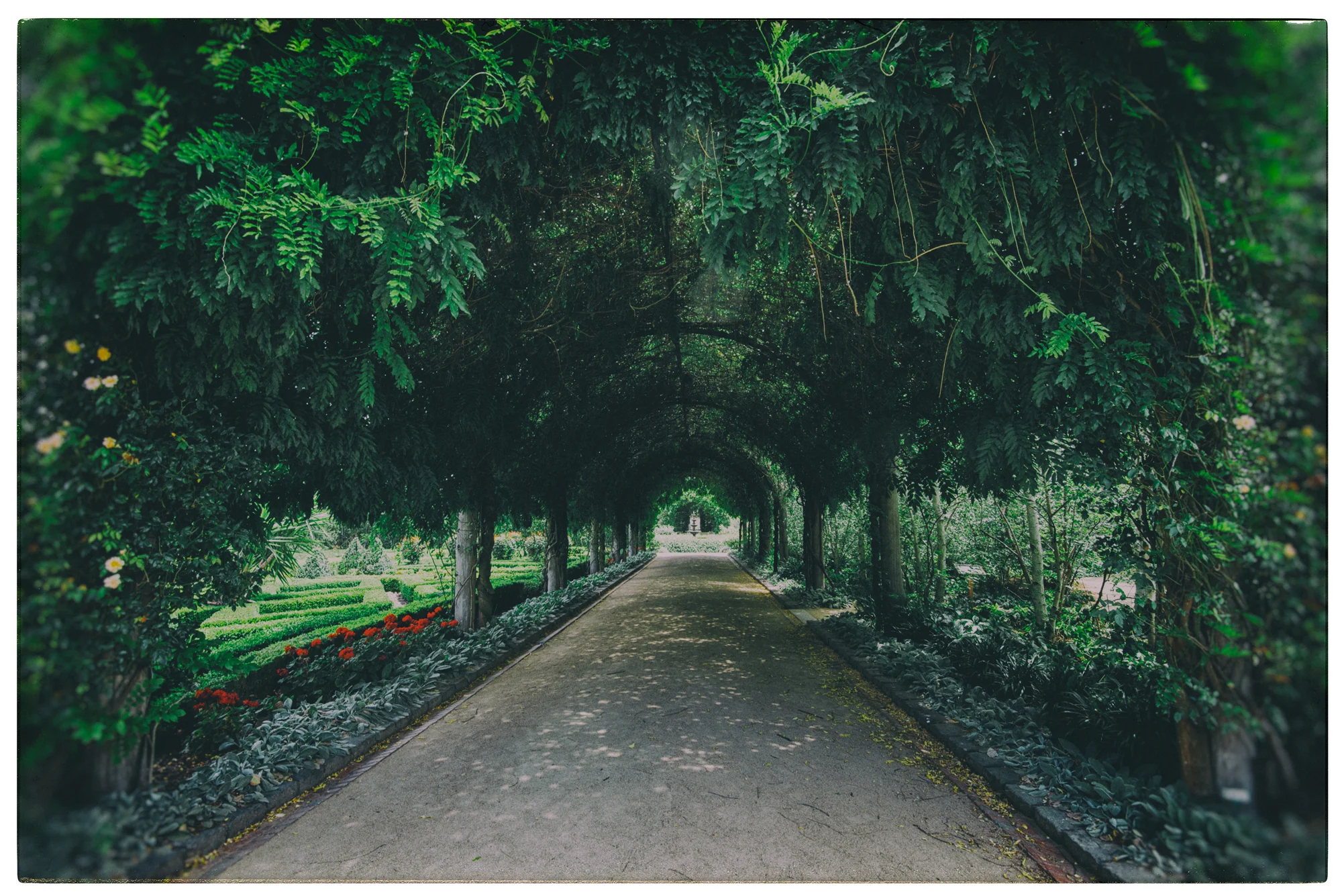 New Landscape - Alowyn Gardens