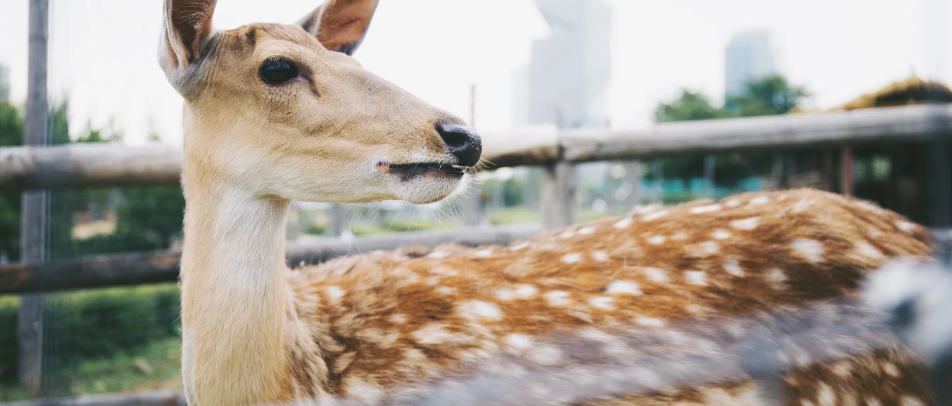 Pastore, apri il tuo cuore come Paolo