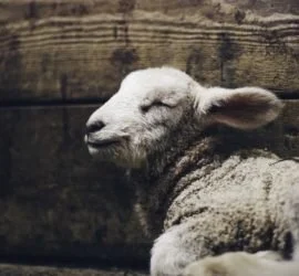 Che cos'è la sostituzione penale?