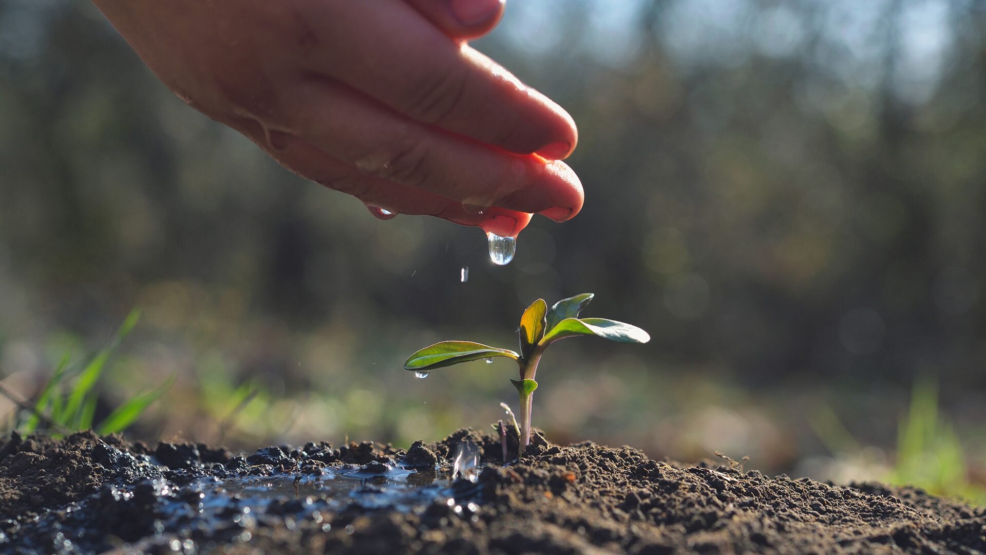 Desideri essere fedele? Pensa come un agricoltore
