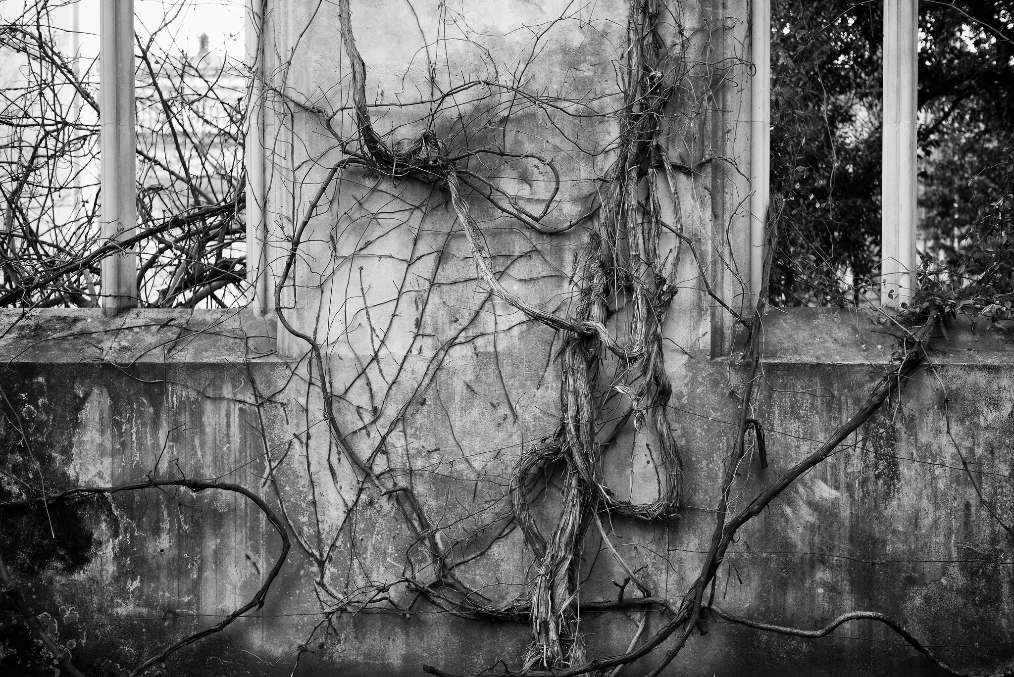Vines by Ged Dackys