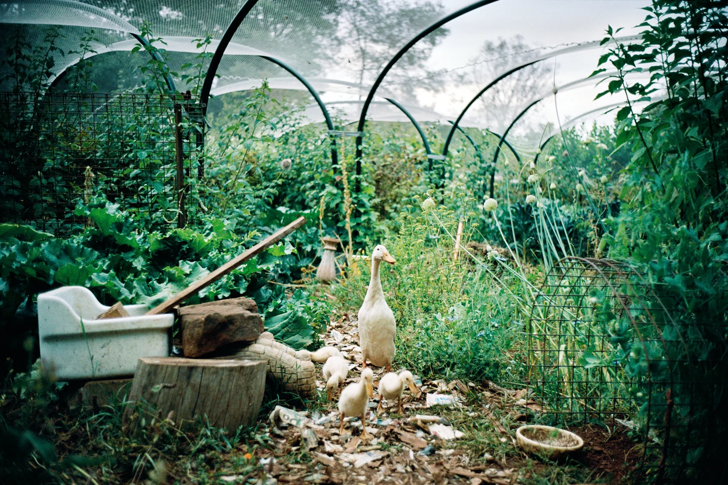 "We spend time appreciating, observing and learning from nature." The Ulbrich family's permaculture vegetable garden. Reedy Marsh, Tasmania.
