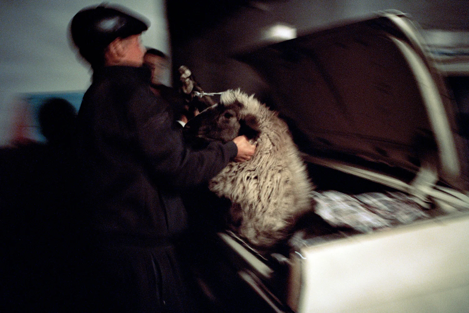 A gift of a sheep which forms part of a bride price, ‘kalym’. Sheep, cattle or a horse, along with money, clothes, vodka and sweets are given to a bride’s family by the family of the groom in thanks for raising and educating her. After marriage a bride is considered to belong to her husband’s family. Issyk-Kul Oblast, Kyrgyzstan.