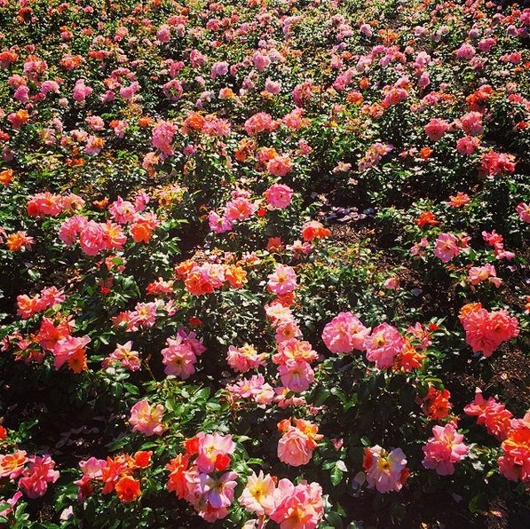 Screen Shot 2015-08-27 at 3.02.03 PM.png