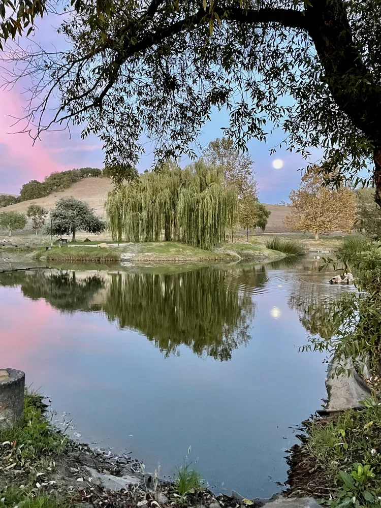 IMG_2448.webp (Copy)