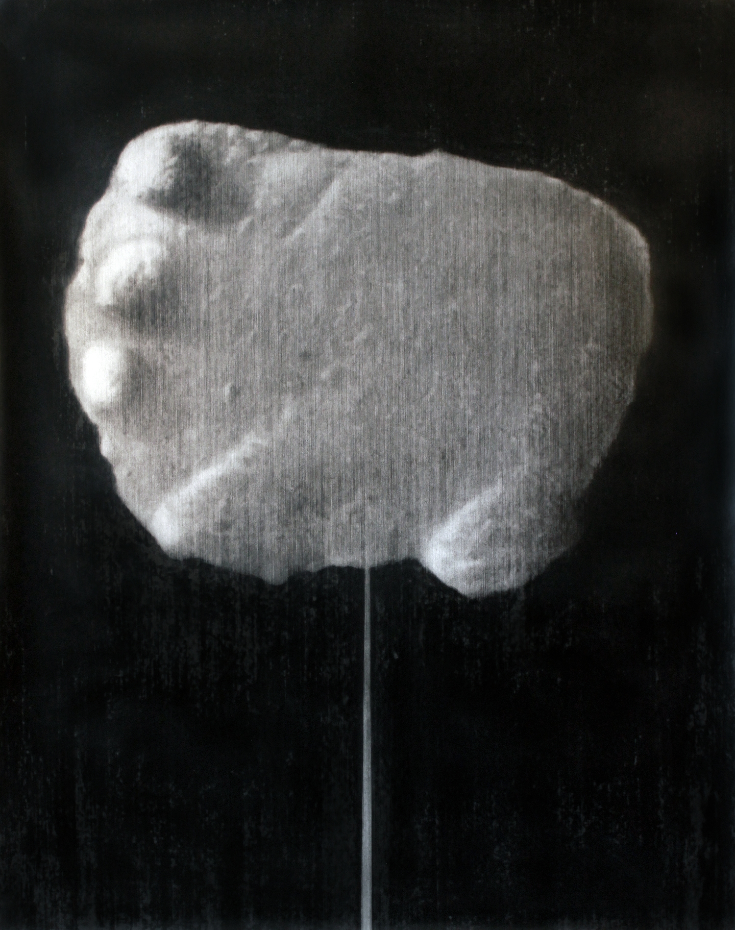 Champ . 2015. charcoal on paper. 180x144cm