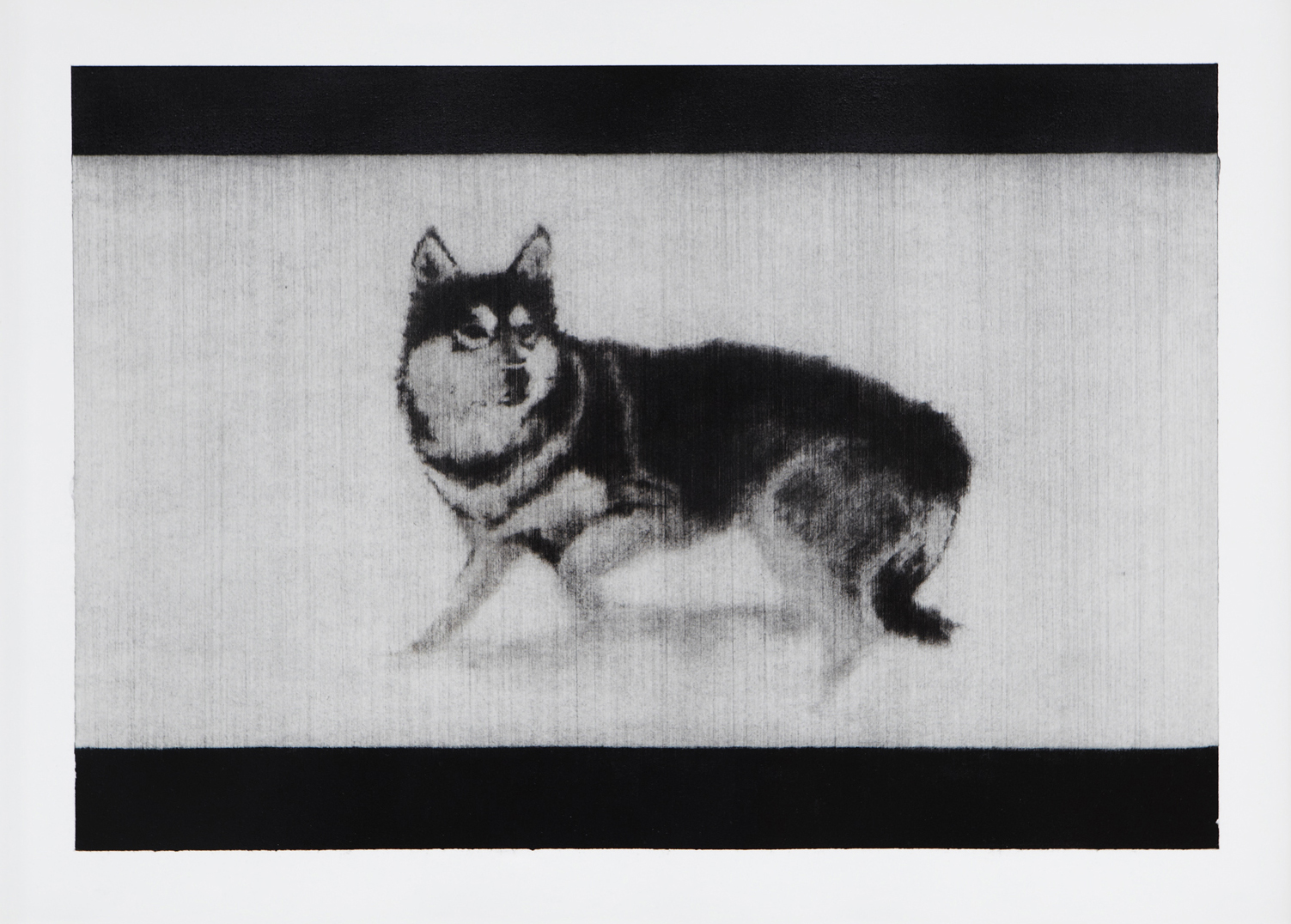    Hund . 2012.&nbsp;Charcoal on paper. 35 x 48cm.  