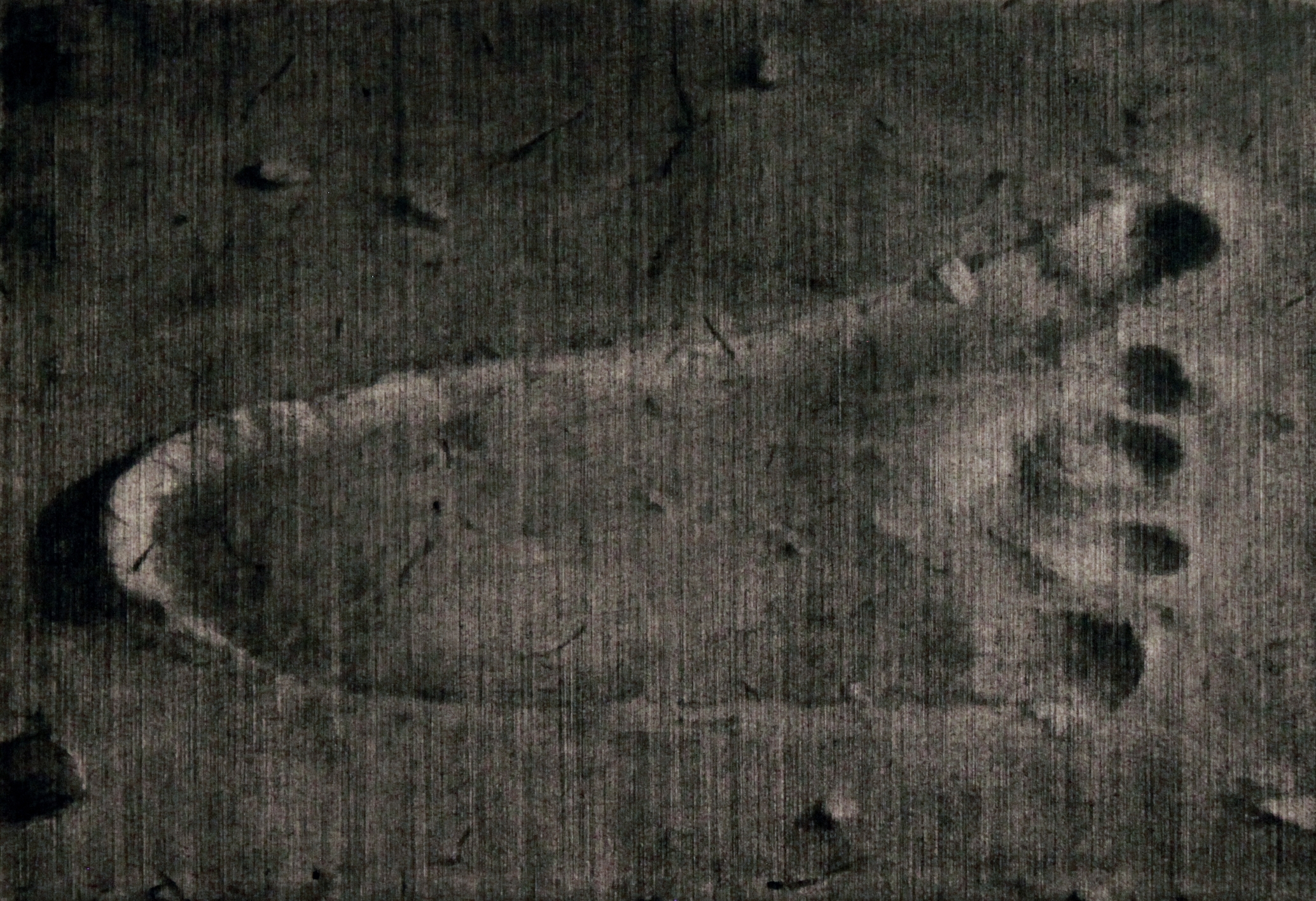 The Undisputed Heavyweight Champion of the World IV . 2014. Charcoal on paper. 37x50cm.