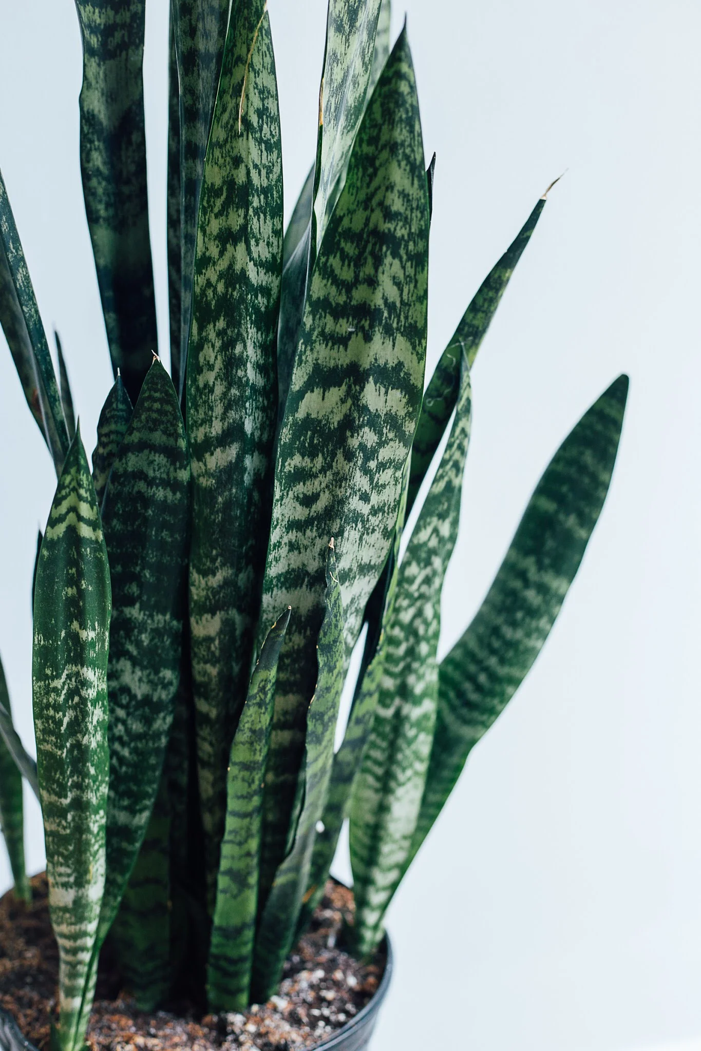 mother in law tongue toxic to dogs