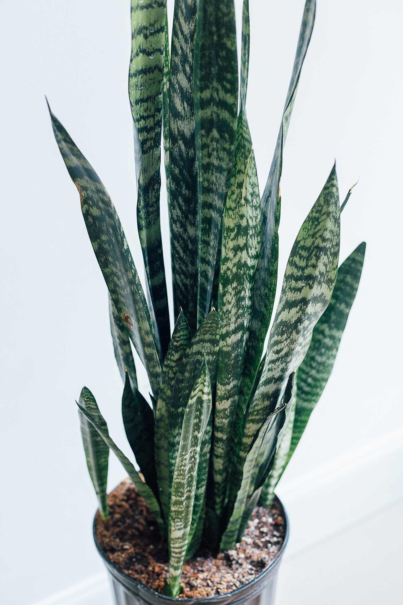 mother in law tongue toxic to dogs