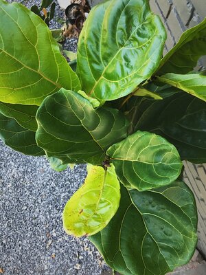 Ficus Lyrata Suncoast Bush Flower Furbish,What Are Scallops Made Out Of