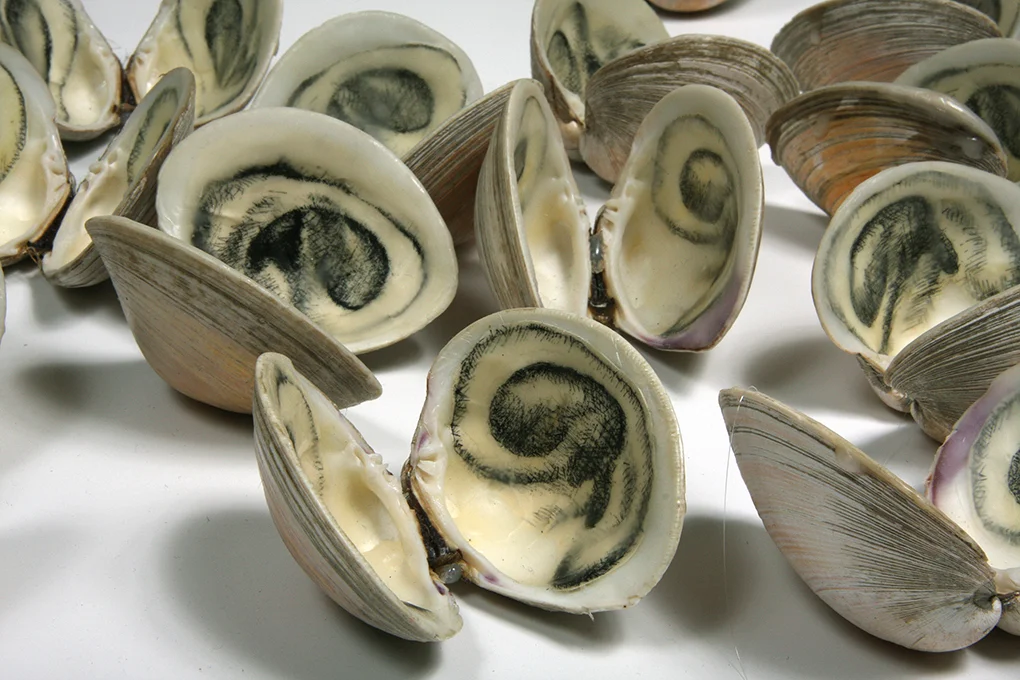 Listen/Whisper , 2010 Print, shell, and beeswax Each approx. 3 x 3 x 2”