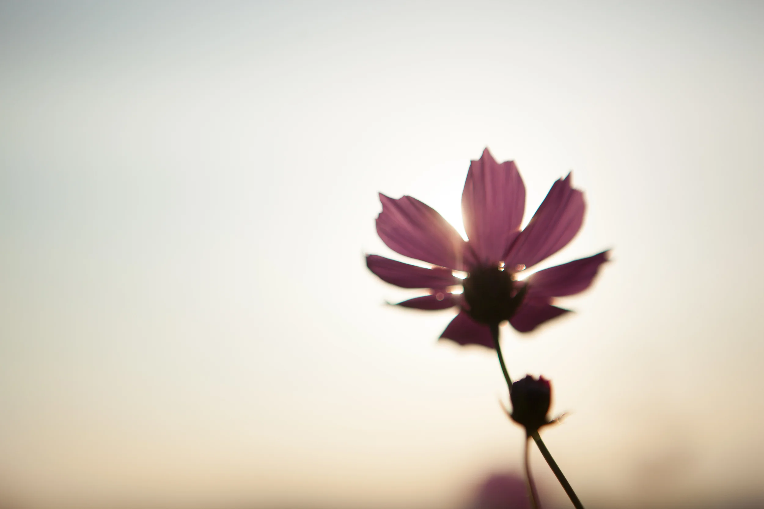 Cosmos Korea
