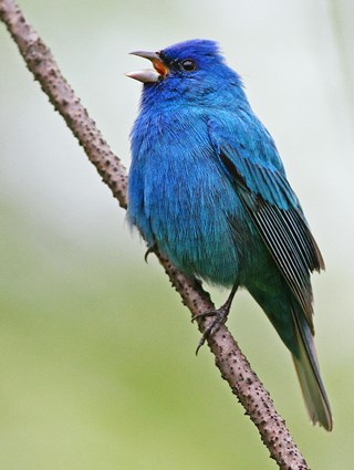 Imagine a whole field of these guys. Image from Cornell's All About Birds, because I'm not that good a photographer.