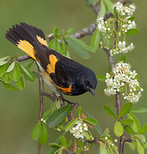 American Redstart, from the Houston Audobon.