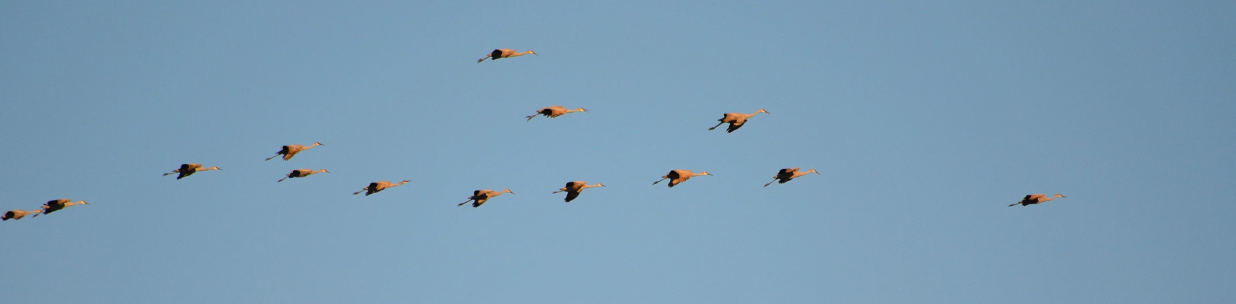 Sandhill cranes at the Aransas Wildlife Refuge. 