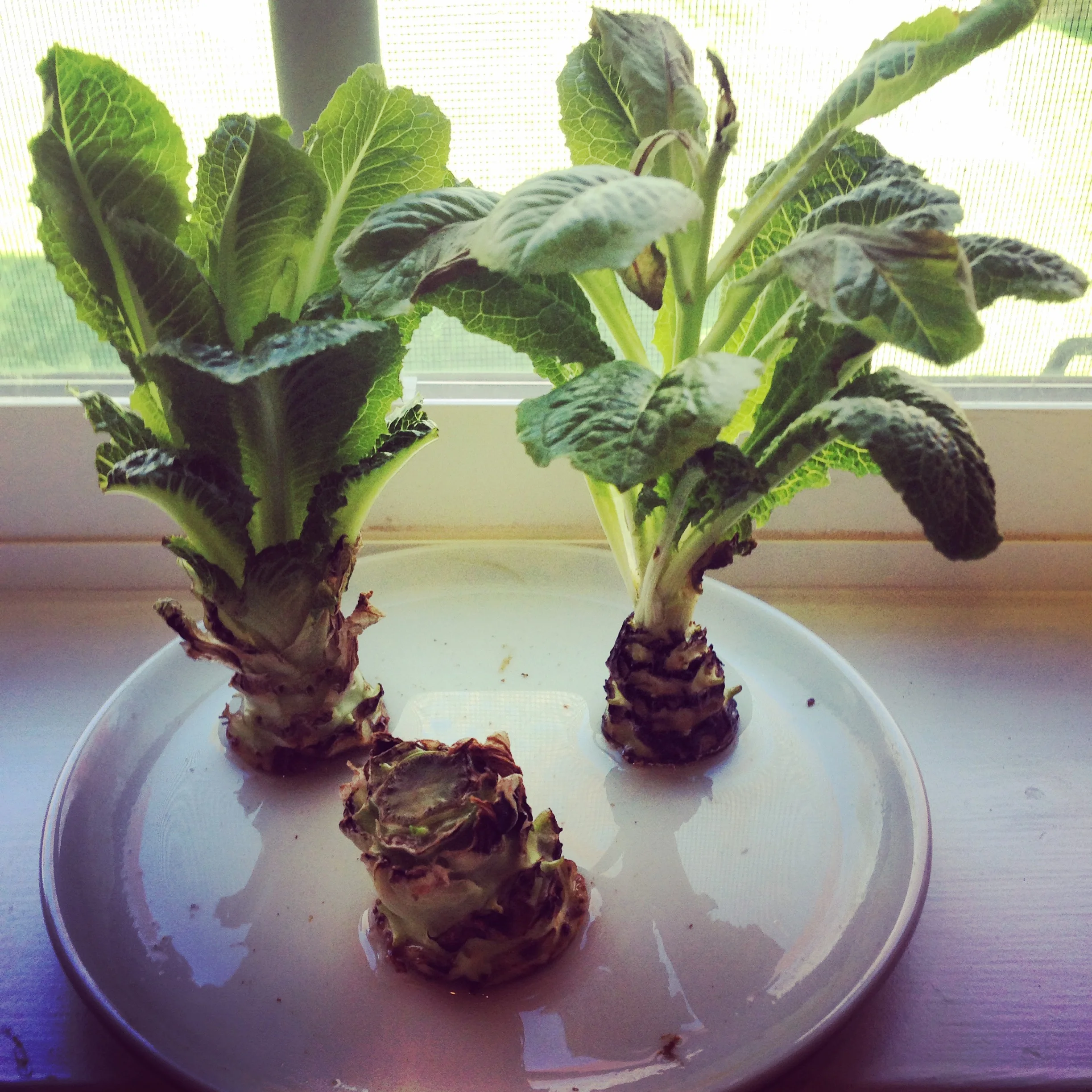Baby romaine sprouting back to life :)