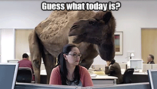 Guess what day it is?!! Hump Day and a list of all my FALL favorites!