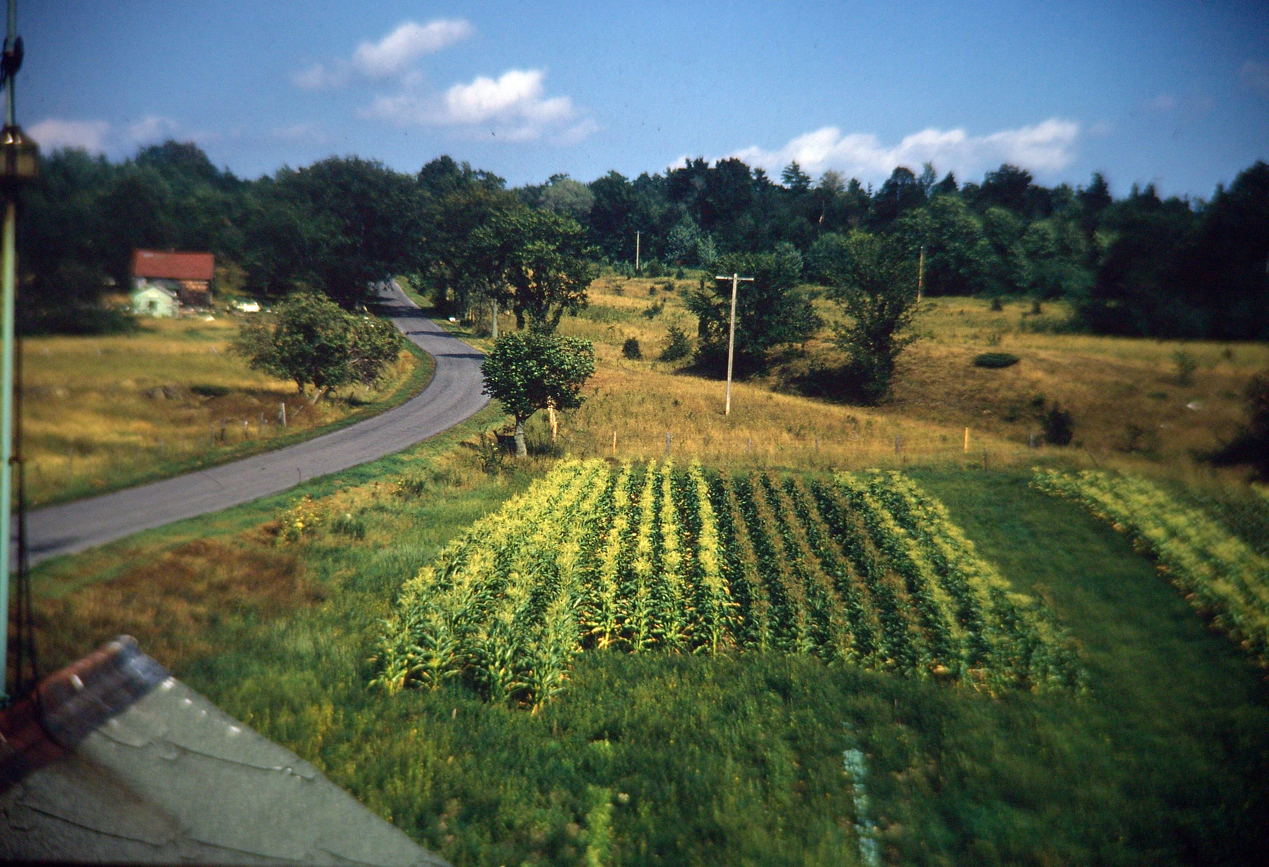 garden,road copy.JPG