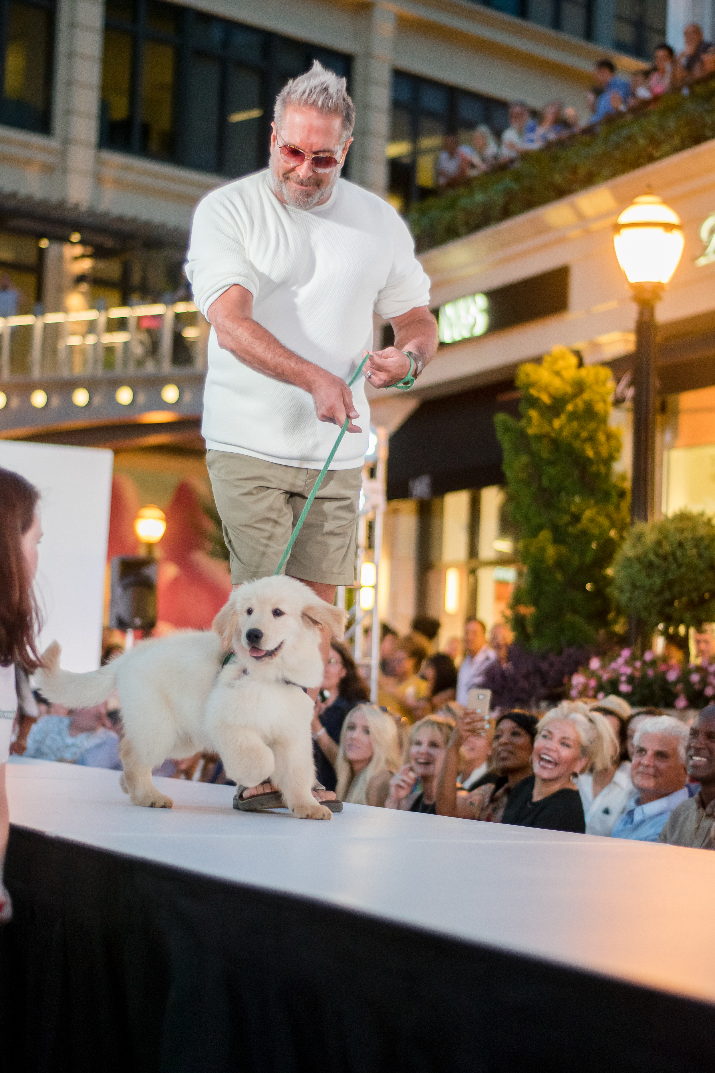 Doggies on the Catwalk