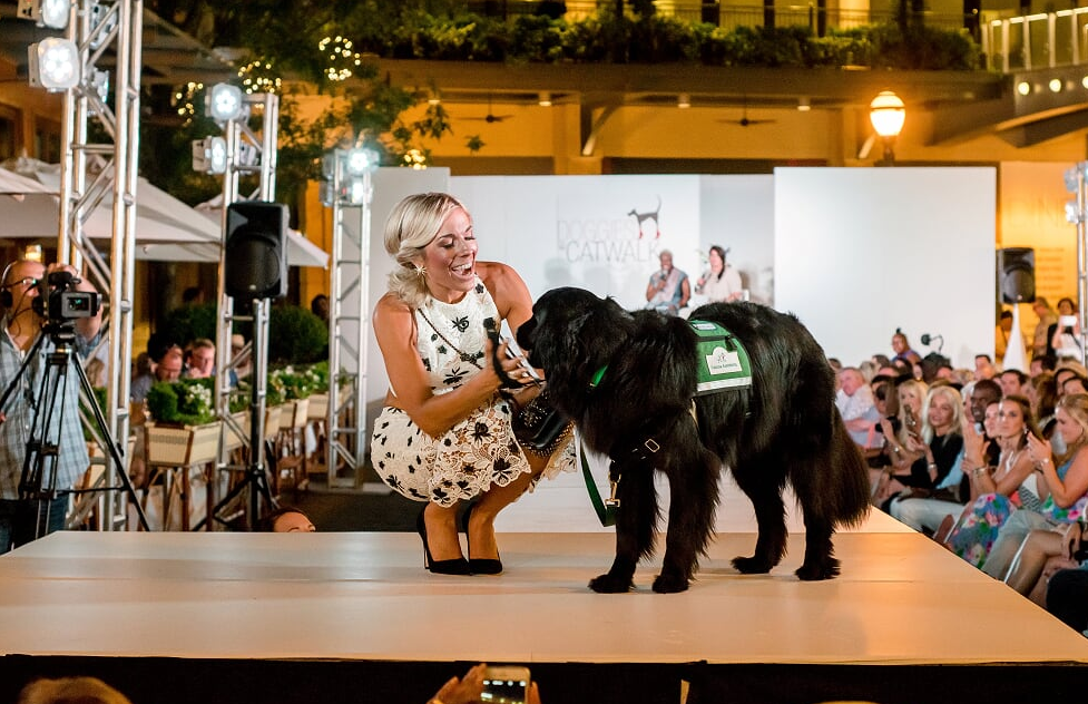 Doggies on the Catwalk