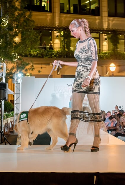 Doggies on the Catwalk