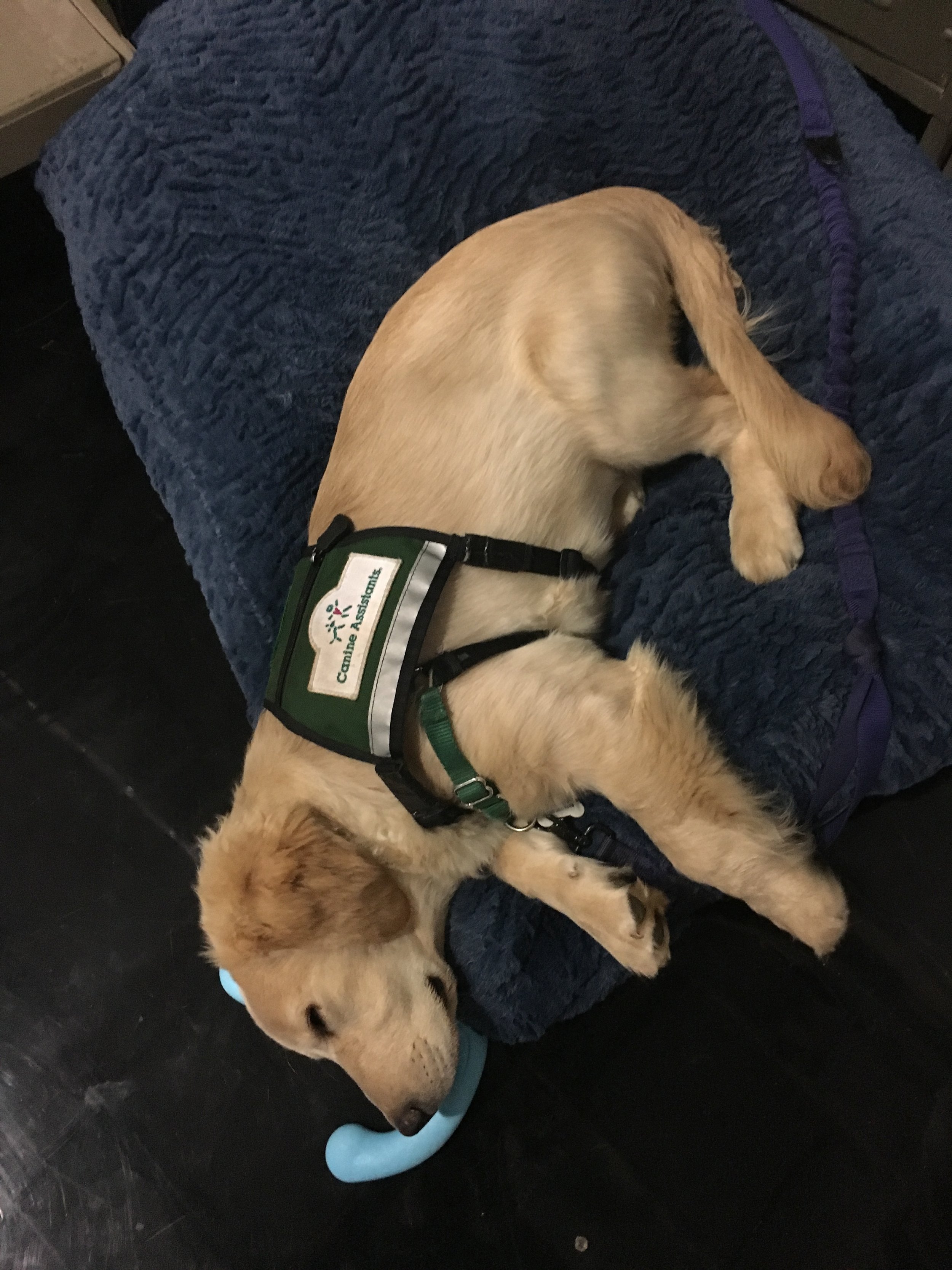  When Max isn't busy being a morning TV star, he spends the rest of his time sleeping. 