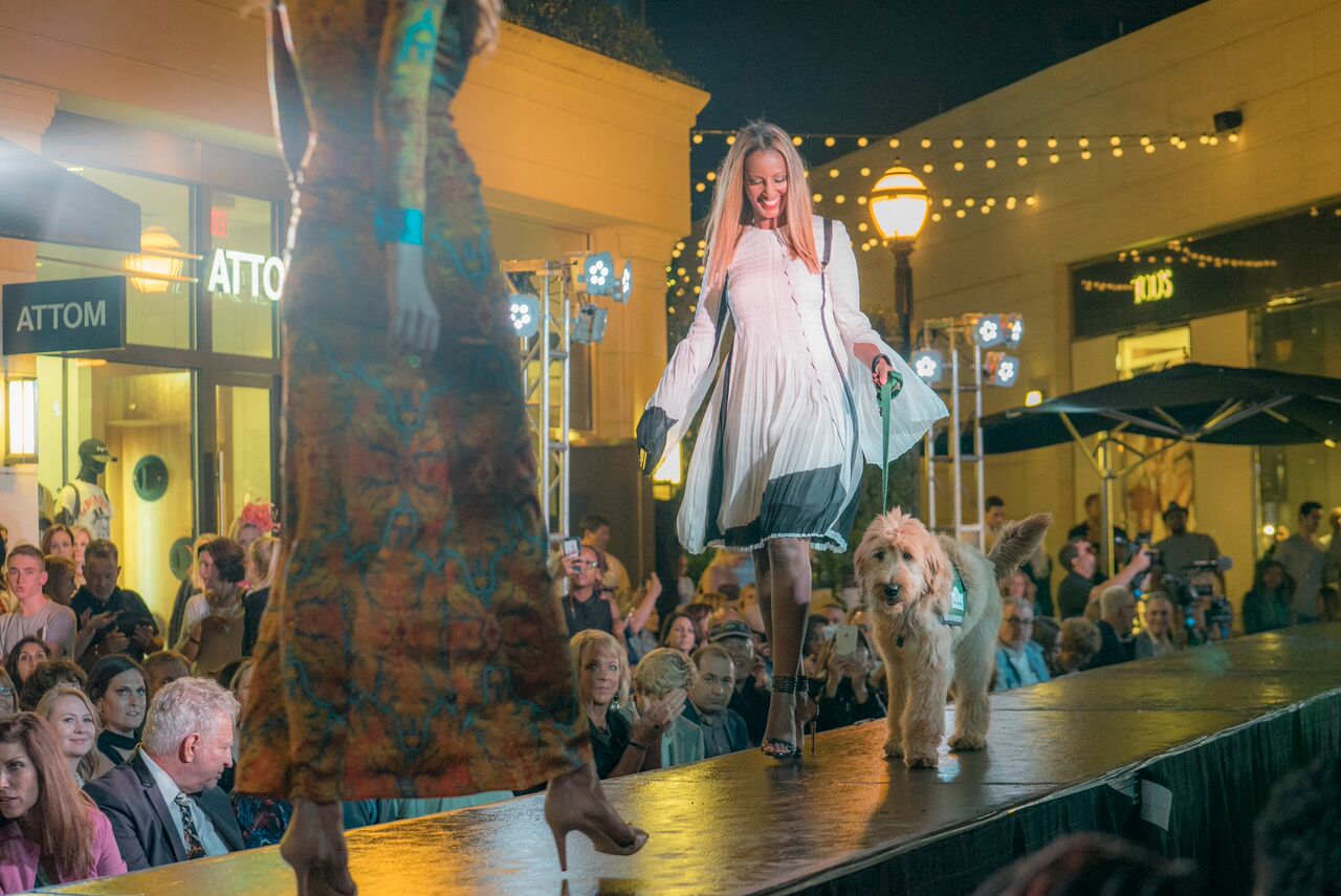 Doggies on the Catwalk 2017