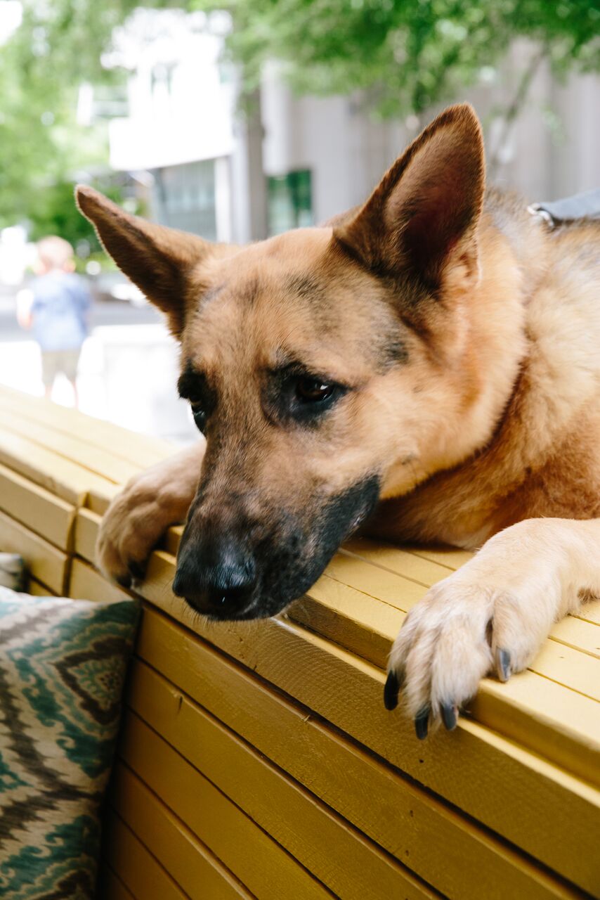 brittanywages_hhdogs_330.jpg