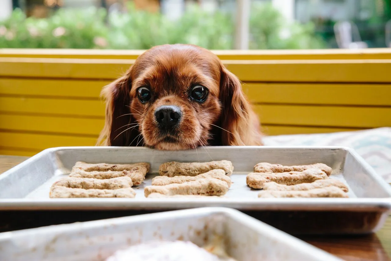 HAMPTON + HUDSON LAUNCHES MONTHLY DOGGIE MINGLE ON THE PATIO AND INTRODUCES HOMEMADE DOG TREATS
