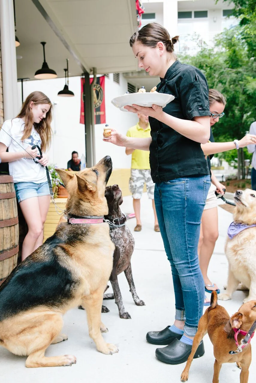 Hampton + Hudson Doggie Mingle