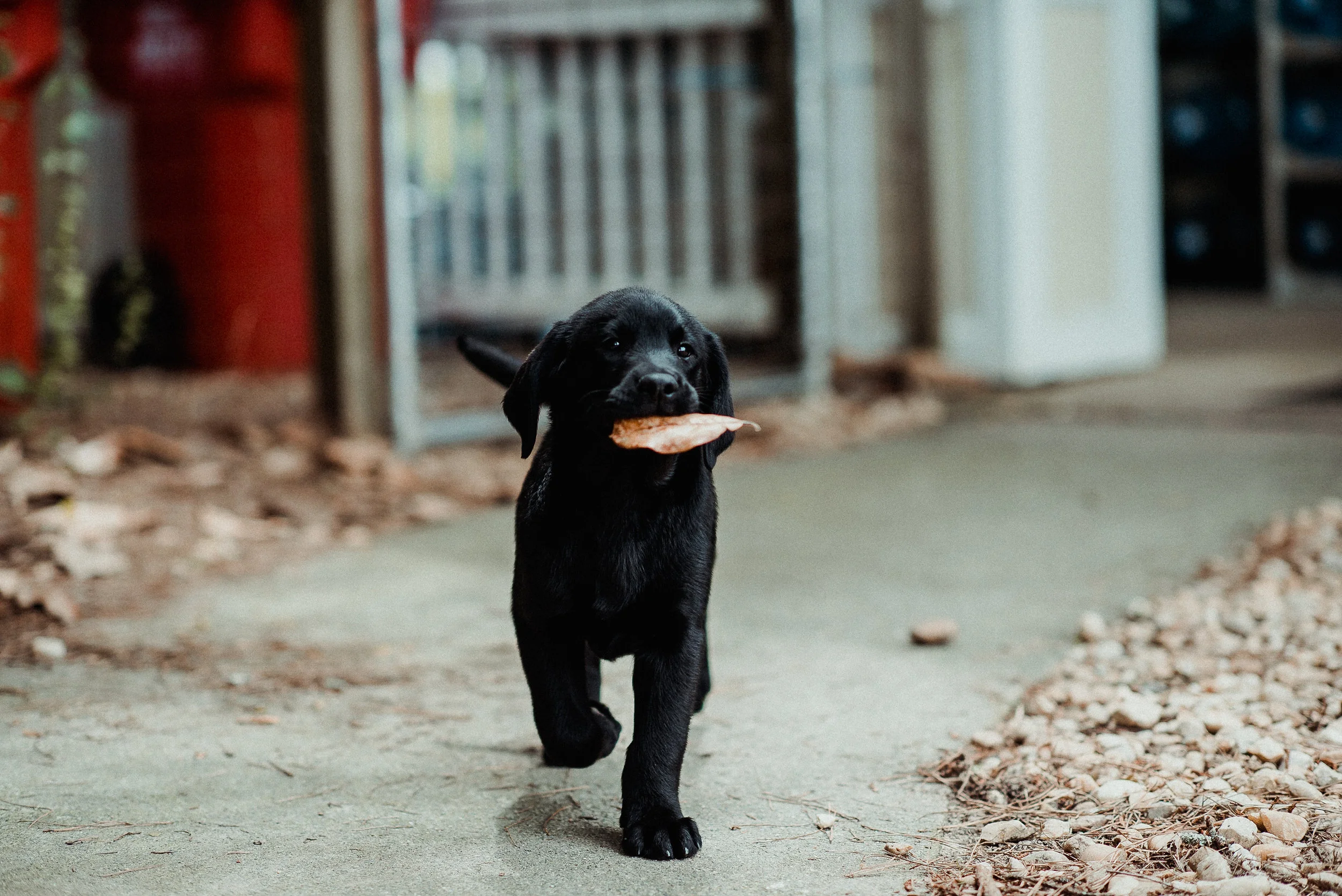 playful puppy Vincent