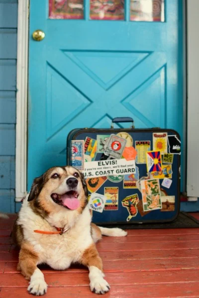 America has some 85 million pet parents. Like Boomerang’s mom, they now have more spots that are dog- and, sometimes, cat-friendly. Photo: Wendy Palmer