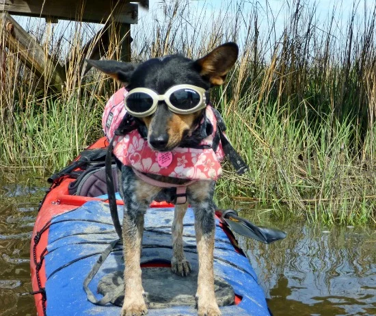 At Edisto Island in South Carolina, canines can go kayaking. Photo: Frank DiBona