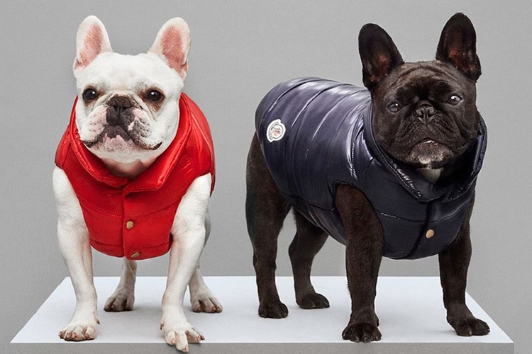 MONCLER POLDO DOG COUTURE FW18