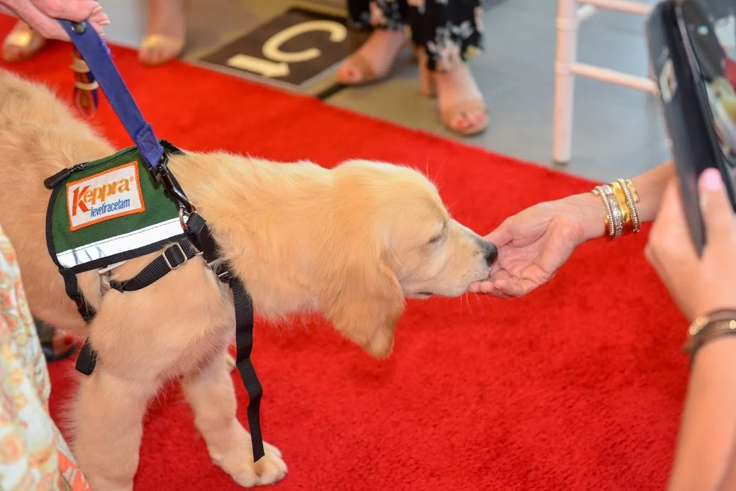 DOTC Doggies on the Catwalk Event + Fashion Show 2019 canine assistants