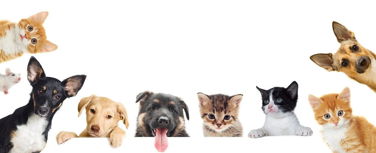 dogs-cats-banner.jpg