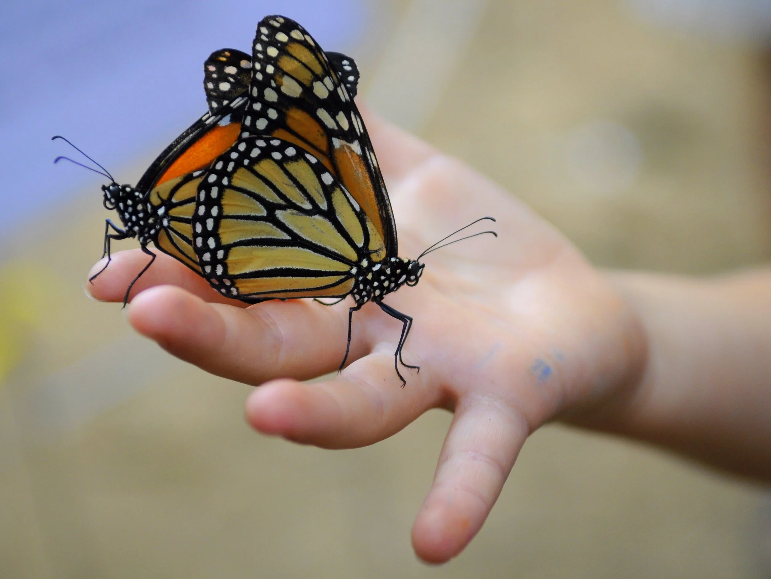 You’re invited: Butterflies &amp; Brews on August 20 