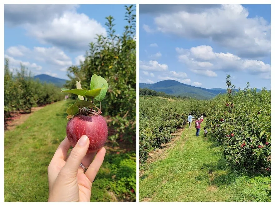 R & A Orchards: Let the fun fall festivities begin!
