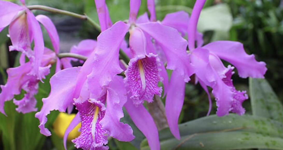 Valentines in the Garden