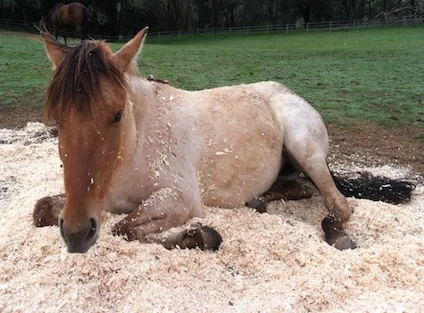 Sunny Shavings.jpg